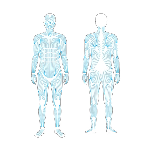 Vector sistema muscular humano