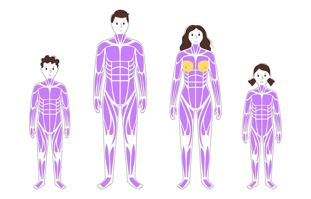 Vector sistema muscular humano