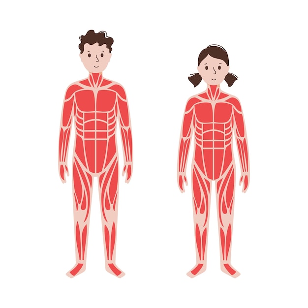 sistema muscular humano