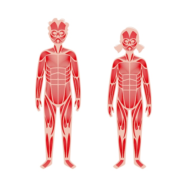 sistema muscular humano