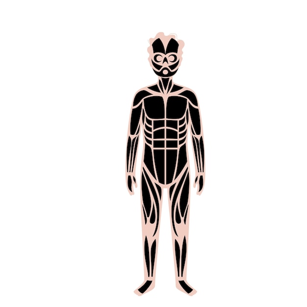 sistema muscular humano