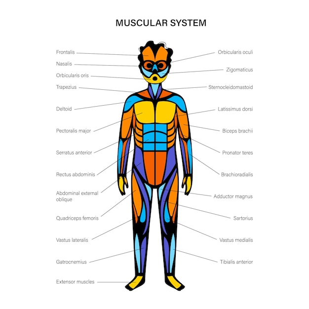 sistema muscular humano