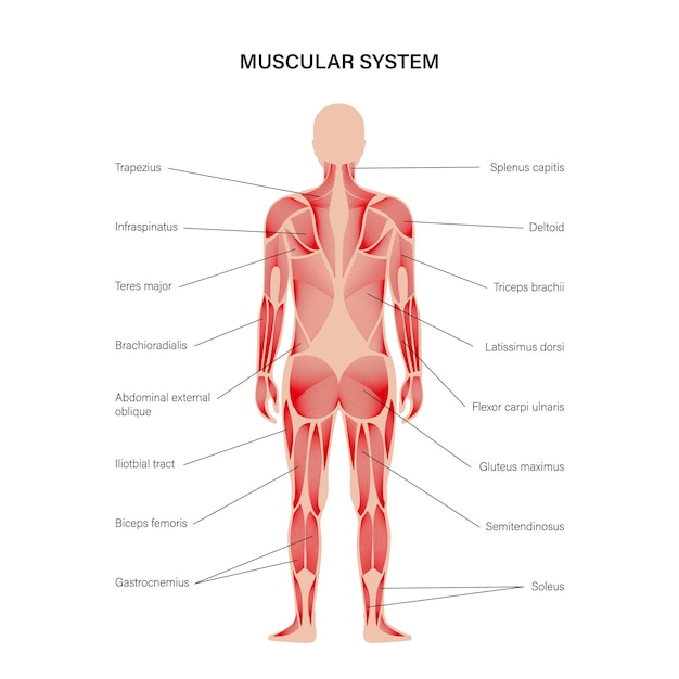 sistema muscular humano