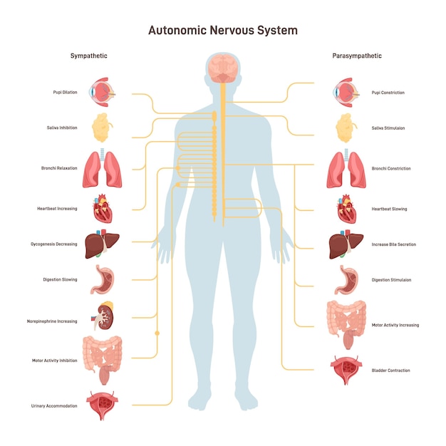 Vector sistema nervioso autónomo humano simpático y parasimpático