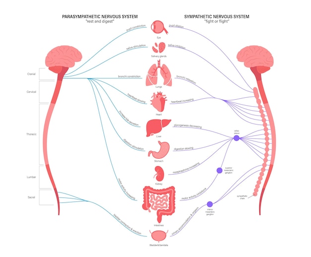 Vector sistema nervioso autónomo