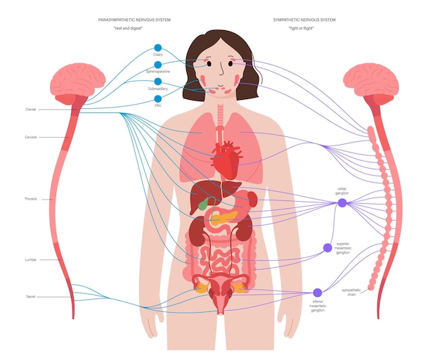 Vector sistema nervioso autónomo