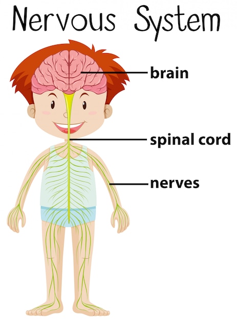 Sistema nervioso en el cuerpo humano