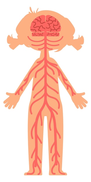 Vector sistema nervioso humano estructura corporal anatomía del niño aislada sobre fondo blanco