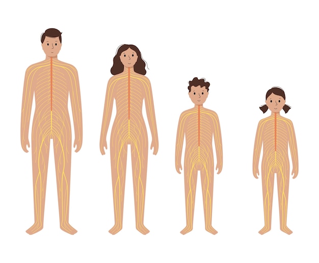 Vector sistema nervioso humano