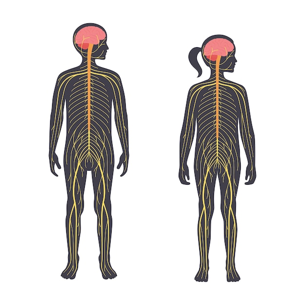 Vector sistema nervioso humano