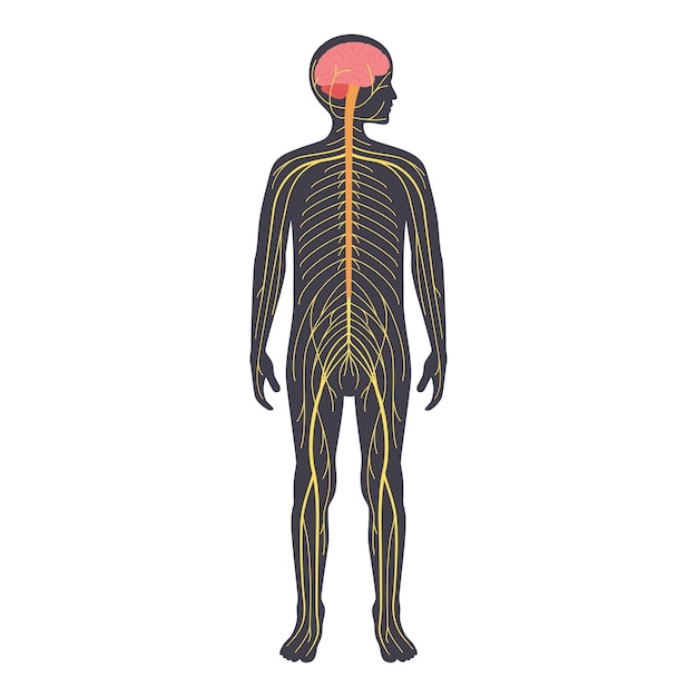 Sistema nervioso humano