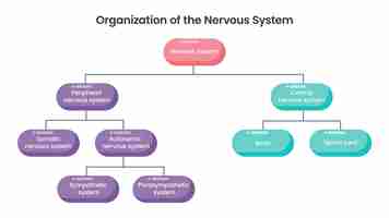 Vector sistema nervioso ilustración vectorial de la ciencia de la organización diagrama de flujo gráfico