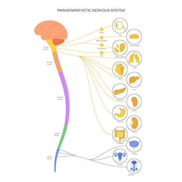 Vector sistema nervioso parasimpático