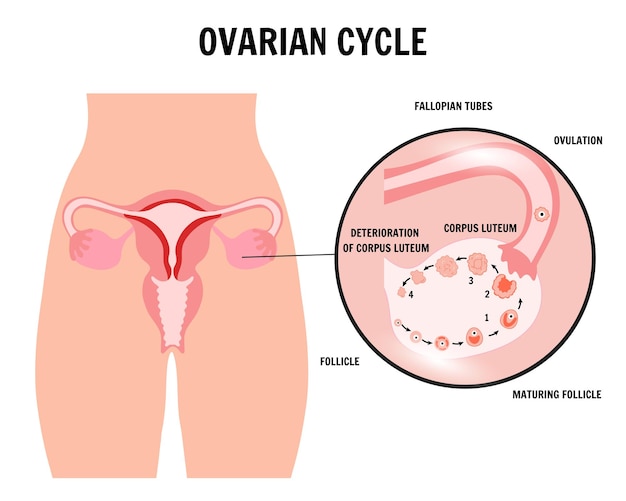 Vector sistema reproductivo femenino ciclo menstrual infografía del ciclo ovárico en vector