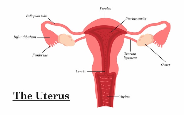 Sistema reproductivo femenino y su ilustración vectorial de partes principales.