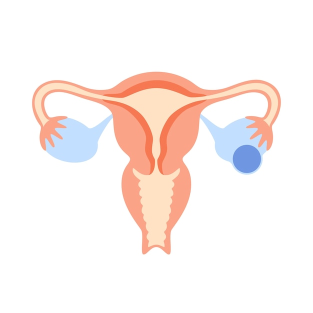 Vector sistema reproductivo femenino