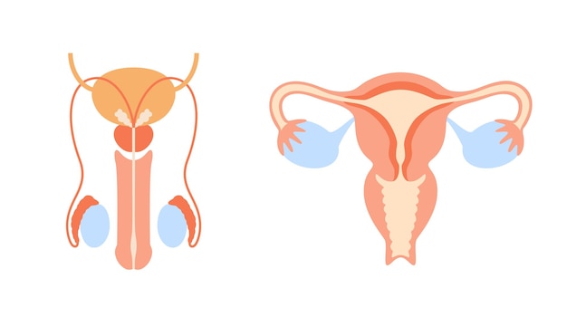 sistema reproductivo humano