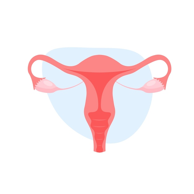 Sistema reproductor femenino útero en estilo moderno y plano órganos internos humanos ovario del cuello uterino