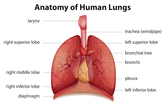 Sistema respiratorio humano