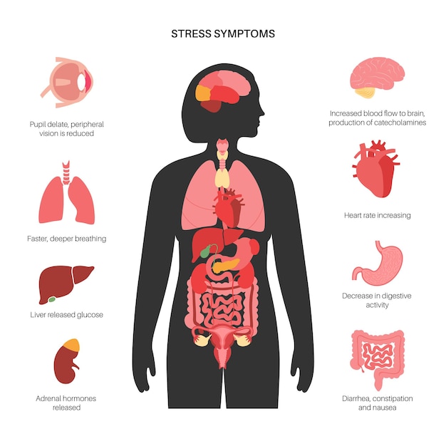 Sistema de respuesta al estrés. Eje hipotalámico pituitario adrenal. concepto de glándulas suprarrenales y pituitarias