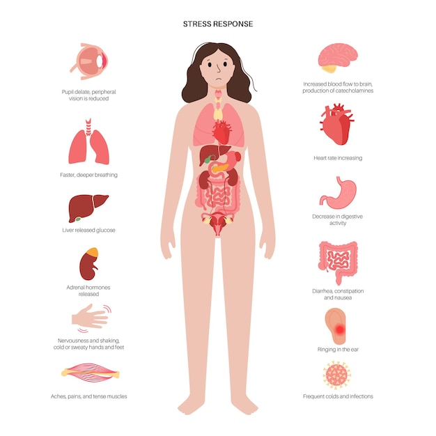 Sistema de respuesta al estrés. Eje hipotalámico pituitario adrenal. concepto de glándulas suprarrenales y pituitarias
