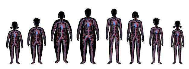 Sistema sanguíneo en el cuerpo obeso