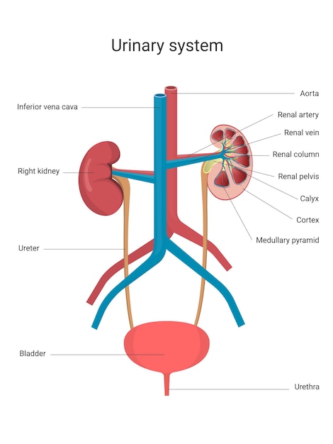 Sistema urinario con partes principales etiquetadas anatomía y fisiología del riñón humano ilustración vectorial