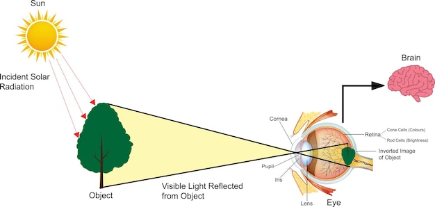 Vector el sistema visual humano.