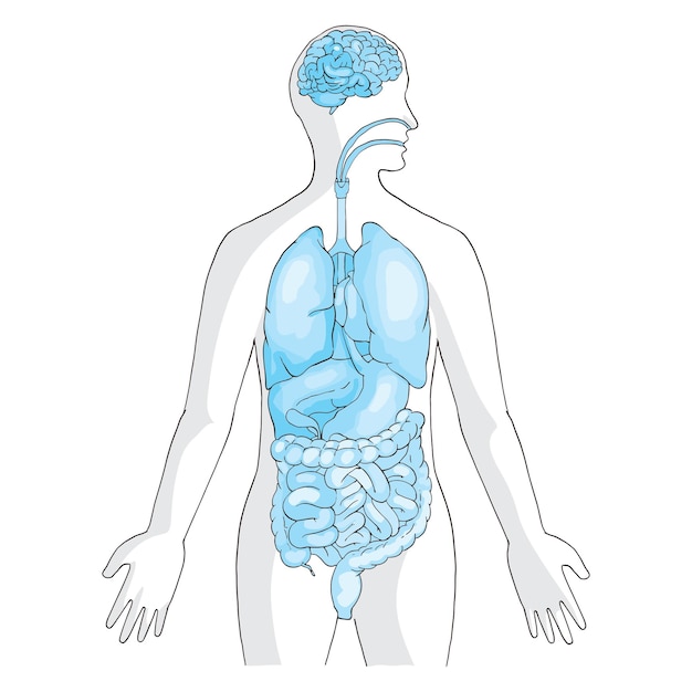 Sistemas digestivos humanos aislados en fondo blanco