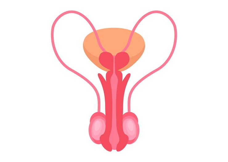 Vector sistemas reproductivos masculinos sobre un fondo blanco ilustración vectorial de los sistemas reproductivos masculinos