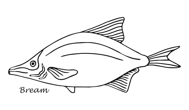 Sketch besugo sketch vintage Ilustración de vector dibujado a mano de pescado aislado sobre fondo blanco
