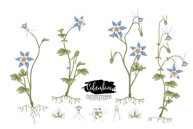Sketch Floral Botany Collection