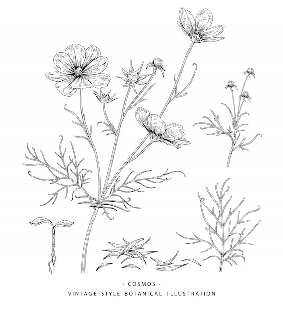 Sketch Floral Botany Collection