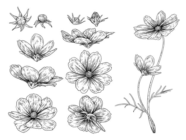 Sketch floral botany collection