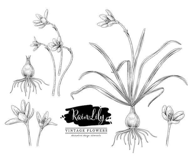 Sketch Floral Herbal Set de dibujos de flores de lirio lluvioso