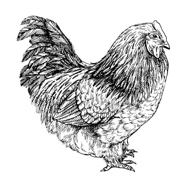 Sketch hen. pollo realista dibujado a mano. ilustración de tinta grabada