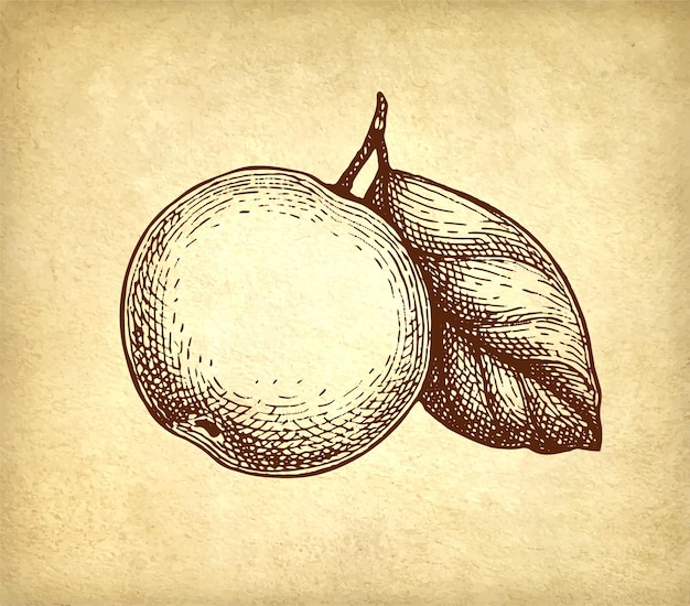 Sketch de manzana con tinta de hoja