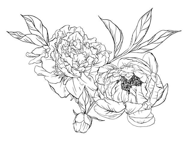 Sketch peonies composición ilustración dibujada a mano de hojas de peonía y capullo