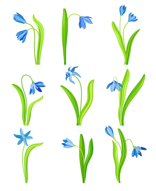 Snowdrop o Galanthus con flor en forma de campana caída azul y conjunto vectorial de hojas lineales