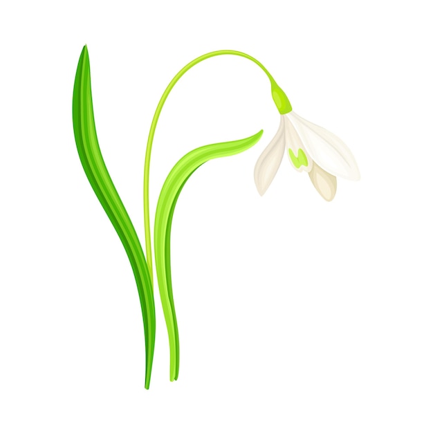 Snowdrop o Galanthus con flores blancas en forma de campana y hojas lineales Ilustración vectorial