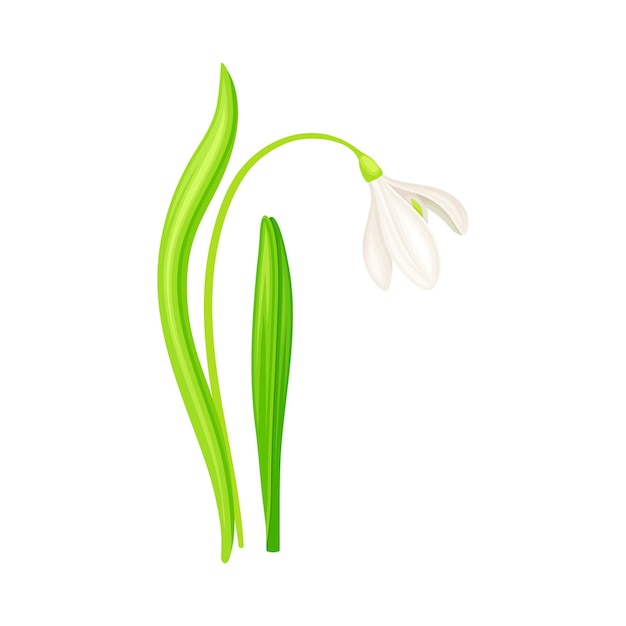 Snowdrop o Galanthus con flores blancas en forma de campana y hojas lineales Ilustración vectorial