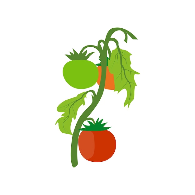 Sobre un fondo blanco una ilustración de vector de tomate