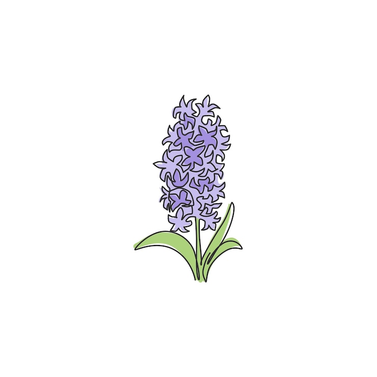 Vector un solo dibujo de línea continua de hyacinto en la pared imprimible vector de diseño de flores de jacinto decorativas