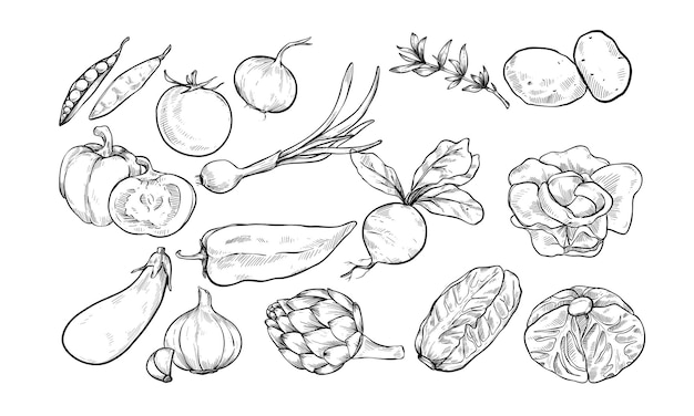 sopa de verduras grabado con ilustraciones dibujadas a mano