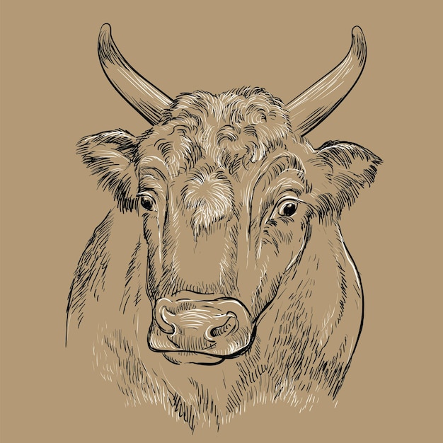 Sorprendido cabeza de toro dibujo a mano ilustración