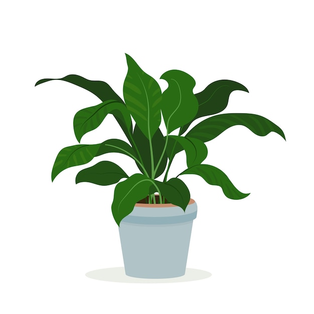 Spathiphyllum planta de interior en olla para decoración de interiores planta de hogar de lirio de la paz en olla de flores Vector