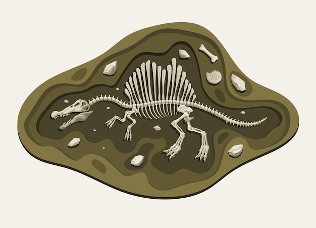 Vector spinosaurus dinosaurios arqueología fósil dibujos animados descubrir en el suelo