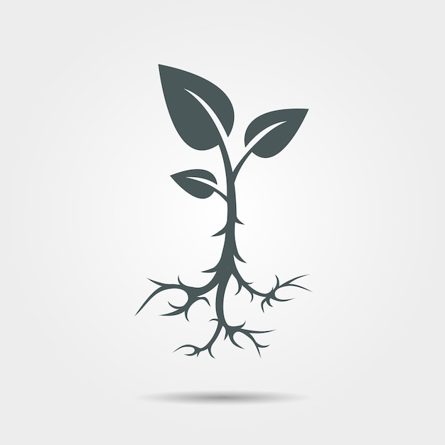 Sprout con logo de raíz