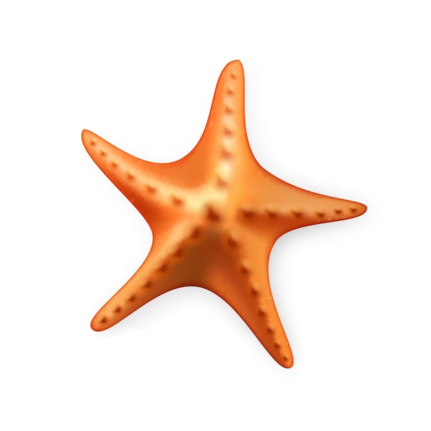 Starfish Aquatic Underwater Caribbean Fish Vector