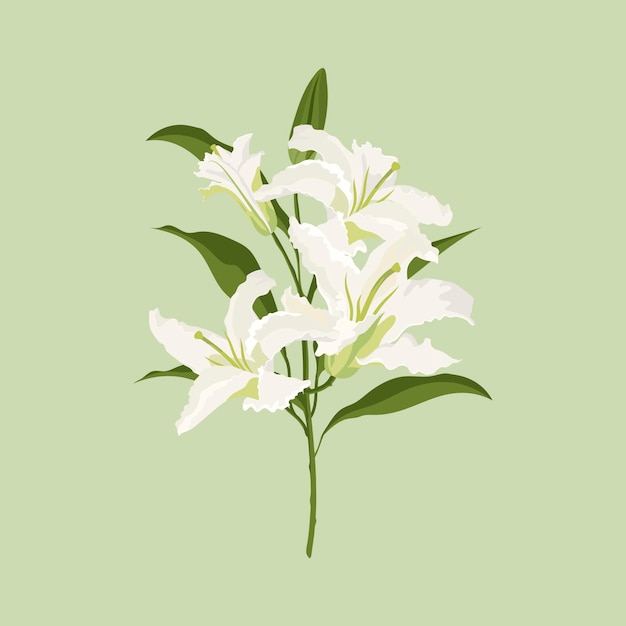 Sticker de flor de lirio blanca, ilustración botánica femenina vectorial